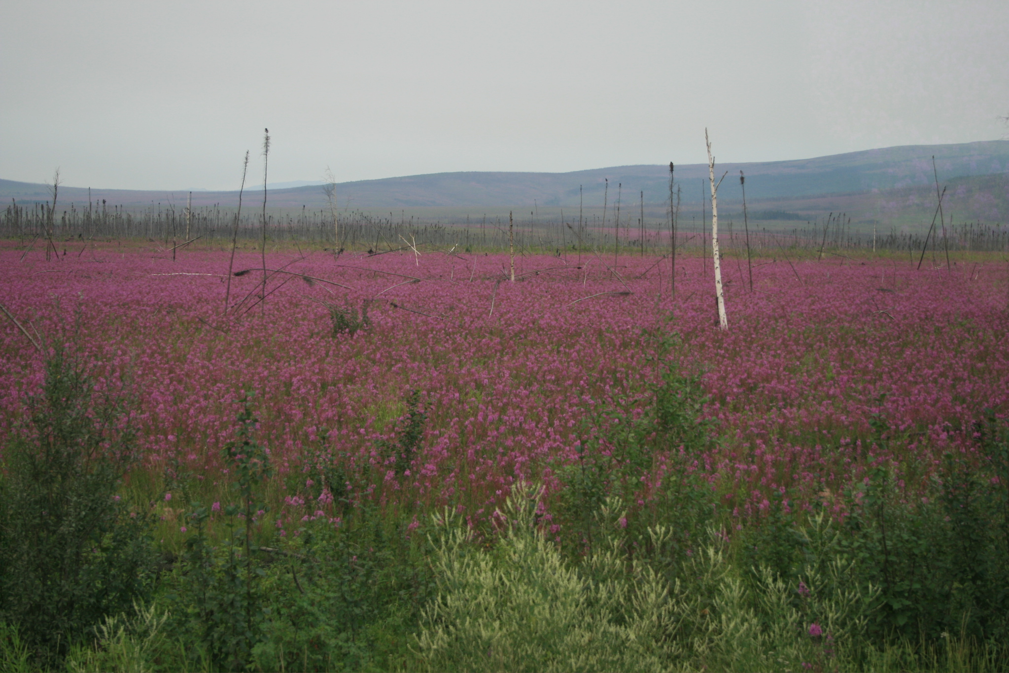 Fireweed