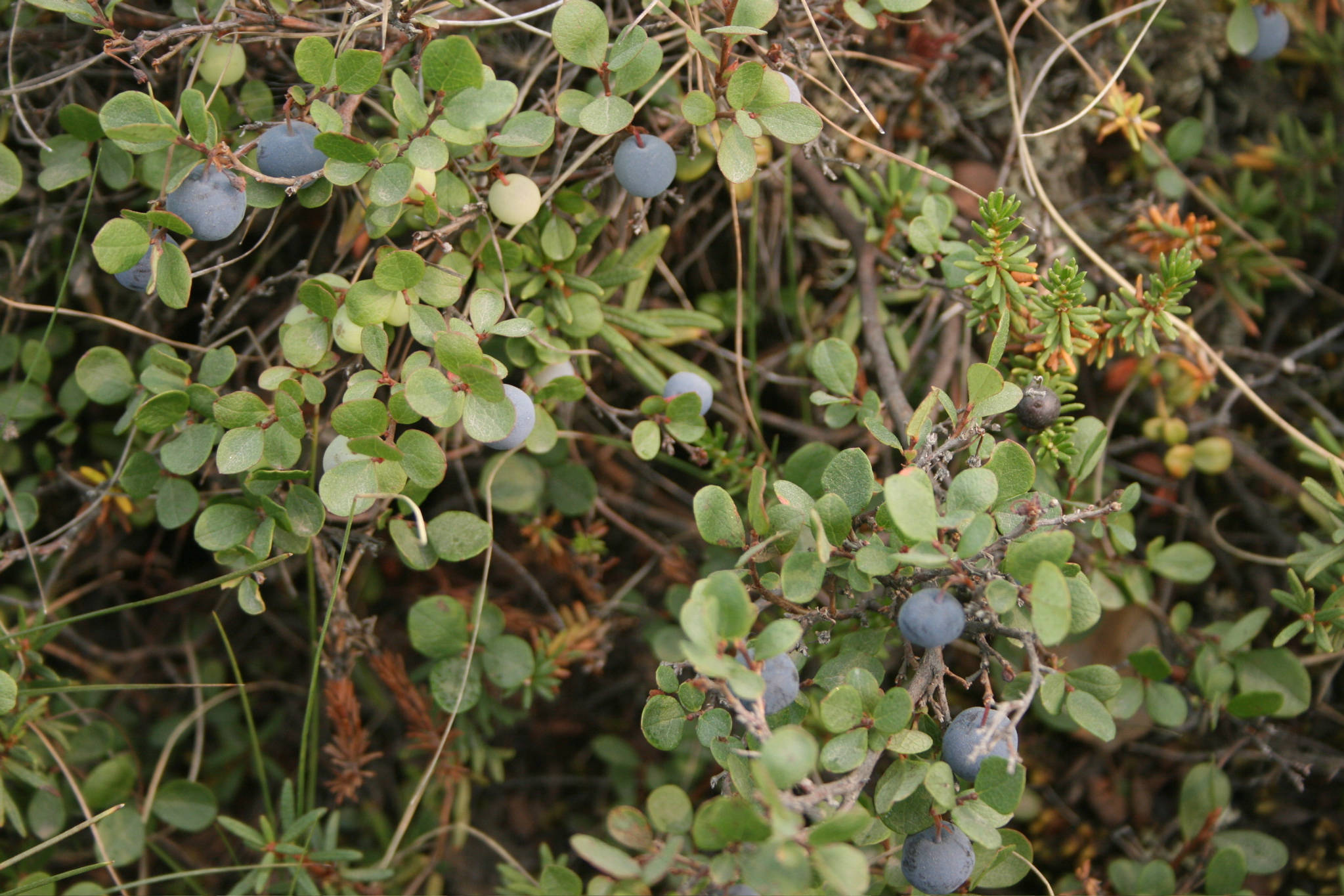 Wild Blueberries