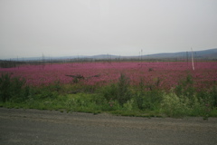 Field of Fireweed