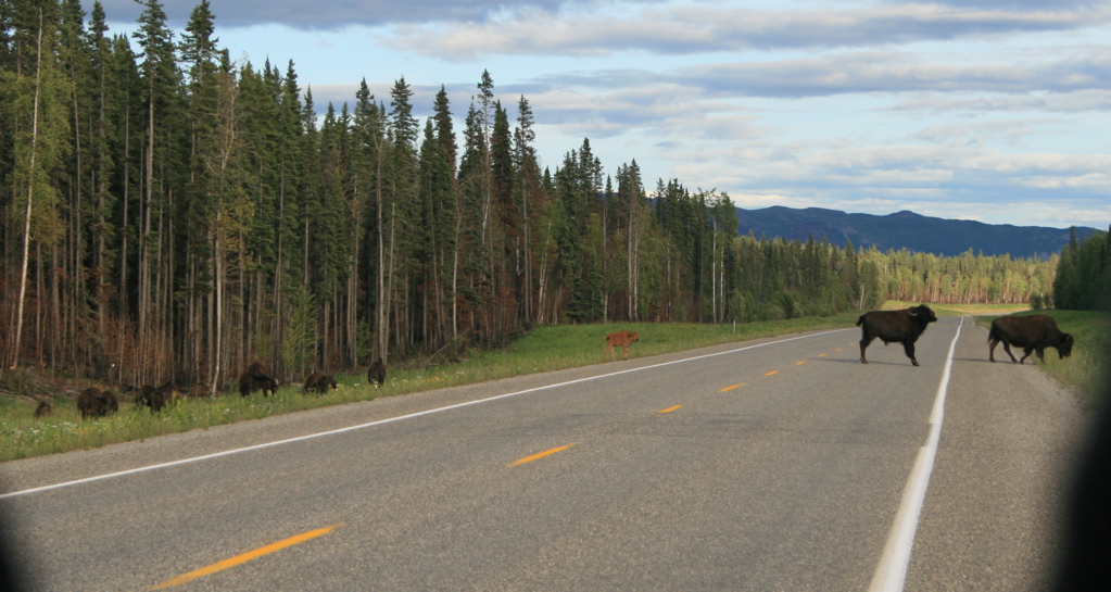 Bison Crossing