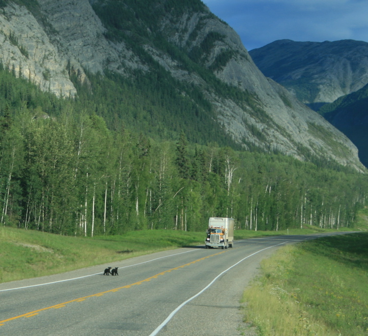 Bear Cubs Playing In Road