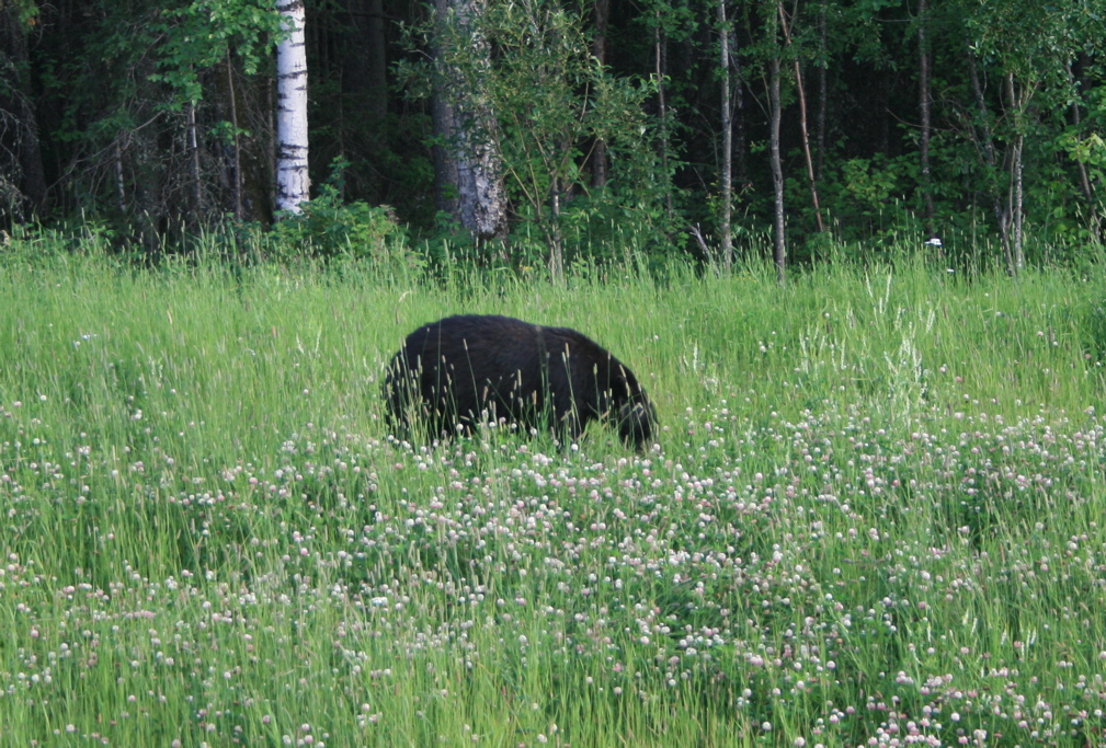 Bear Grazing