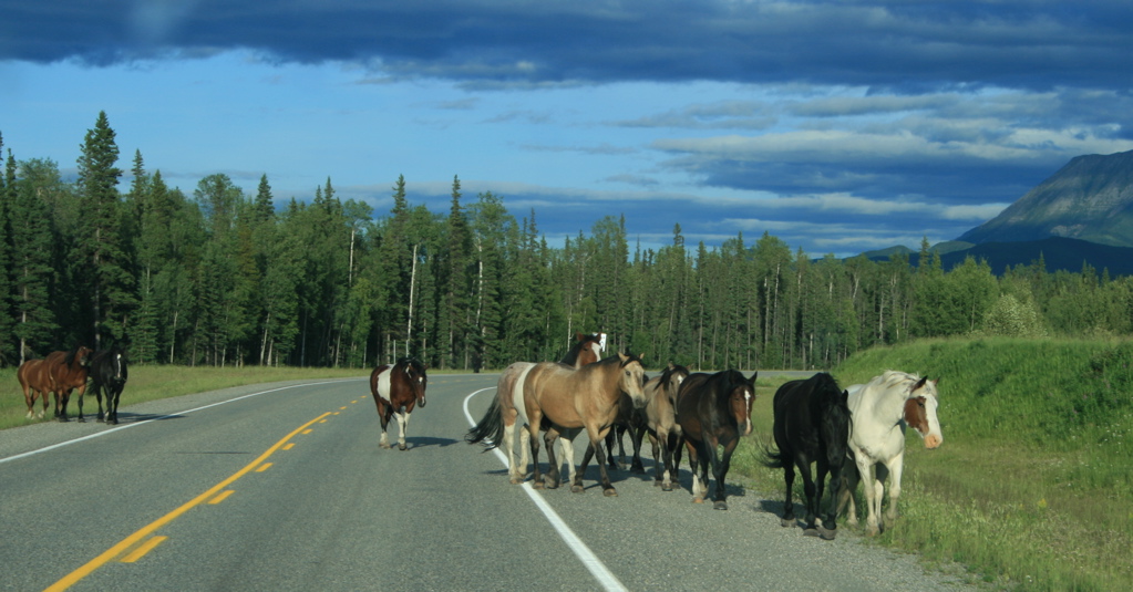 Herd of Horses