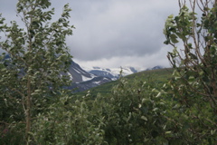 Glaciers and bushes