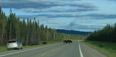 Bison Crossing