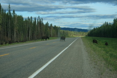 Bison Crossing