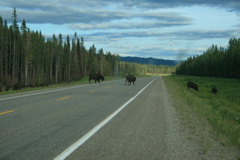 Bison Crossing
