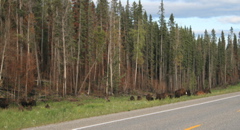 Bison Herd