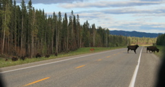 Bison Crossing