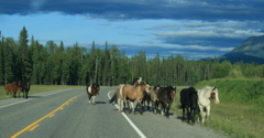 Herd of Horses