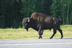 Bison Strolling