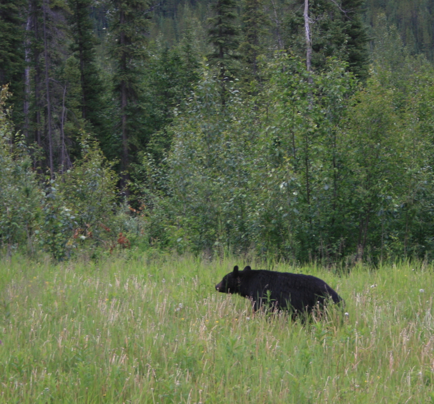 Bear Near Alaska Highway