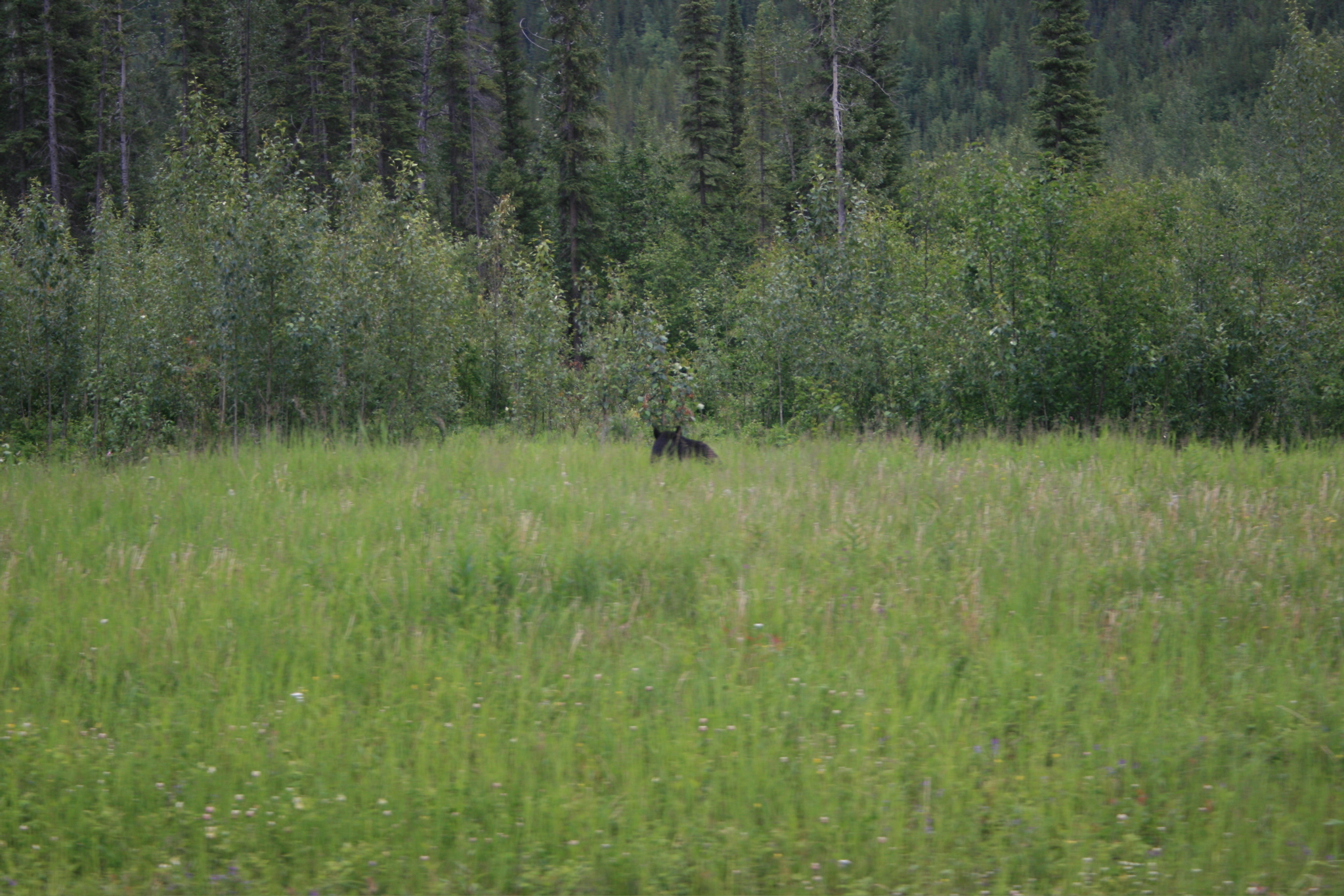 Bear Near Alaska Highway