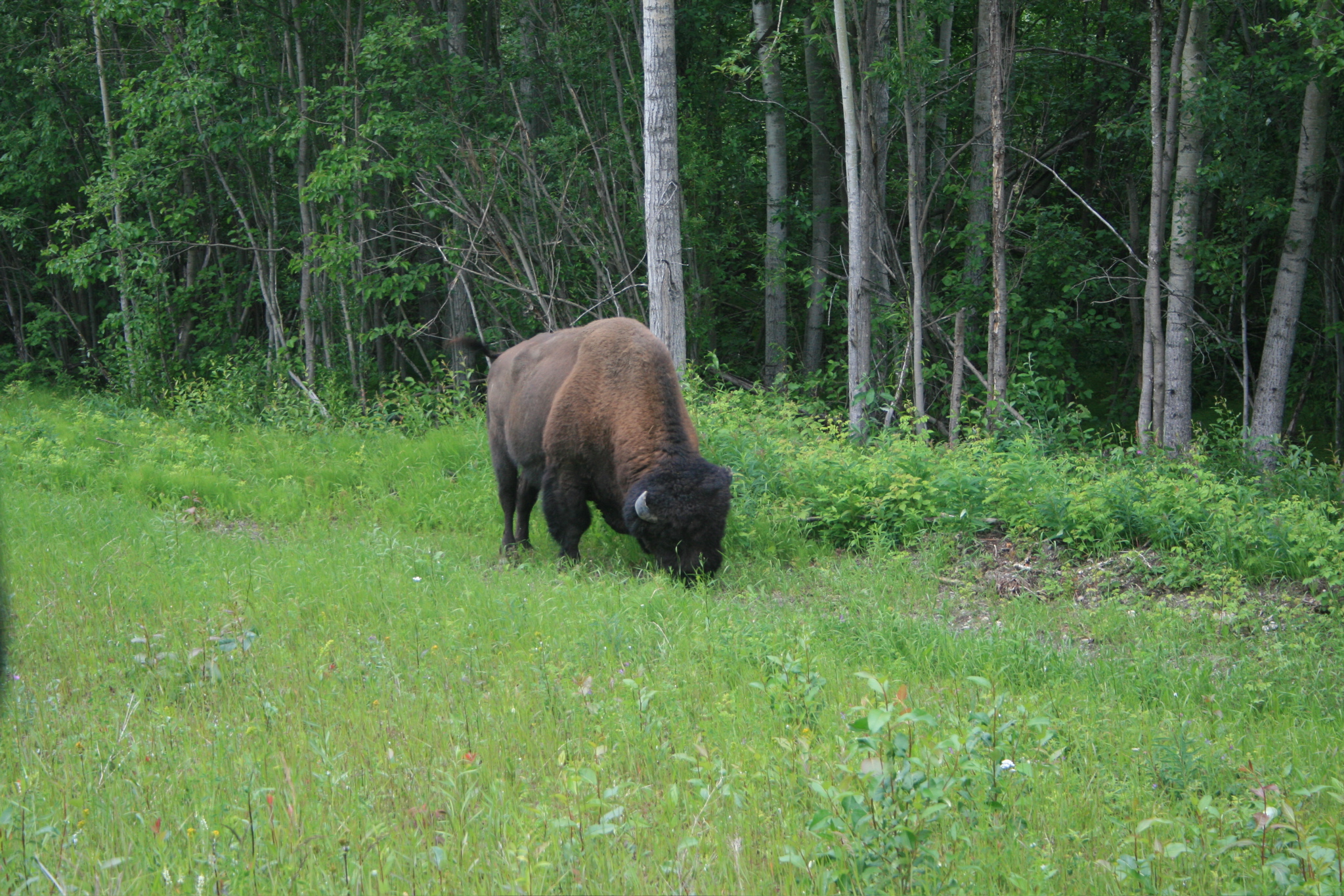 Bison by Alsaka Highway