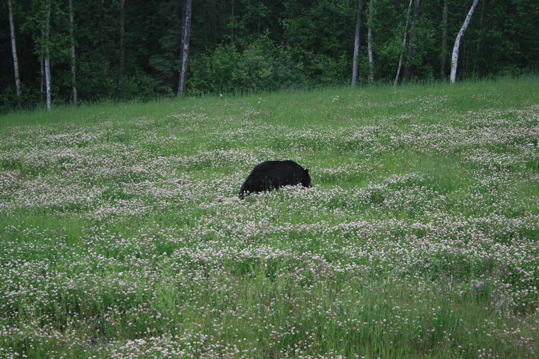 Bear grazing