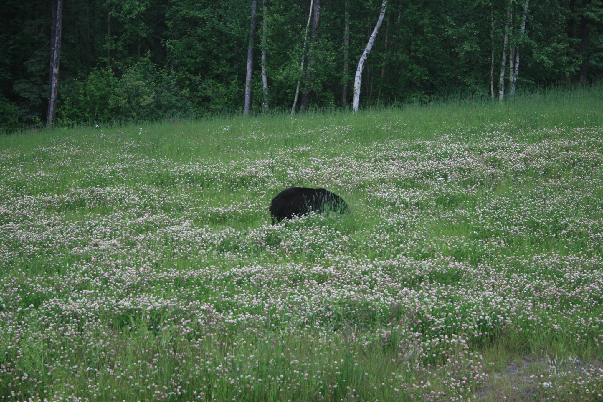 Bear grazing