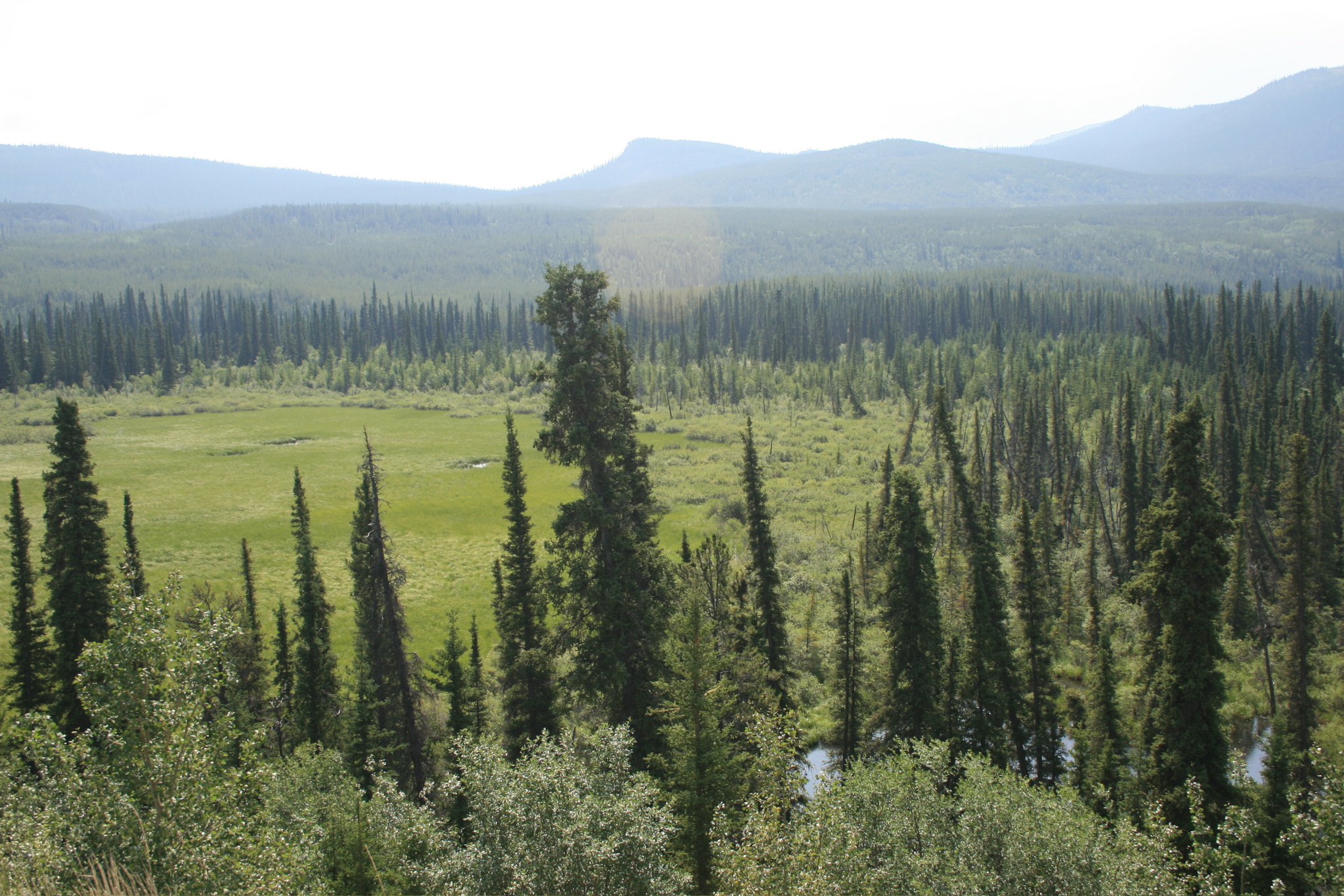 Along Alaska Highway