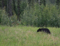Bear Grazing by Highway