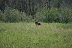 Bear Near Alaska Highway