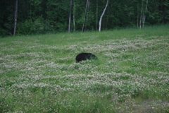Bear grazing