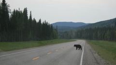 Why Does The Bear Cross The Road?