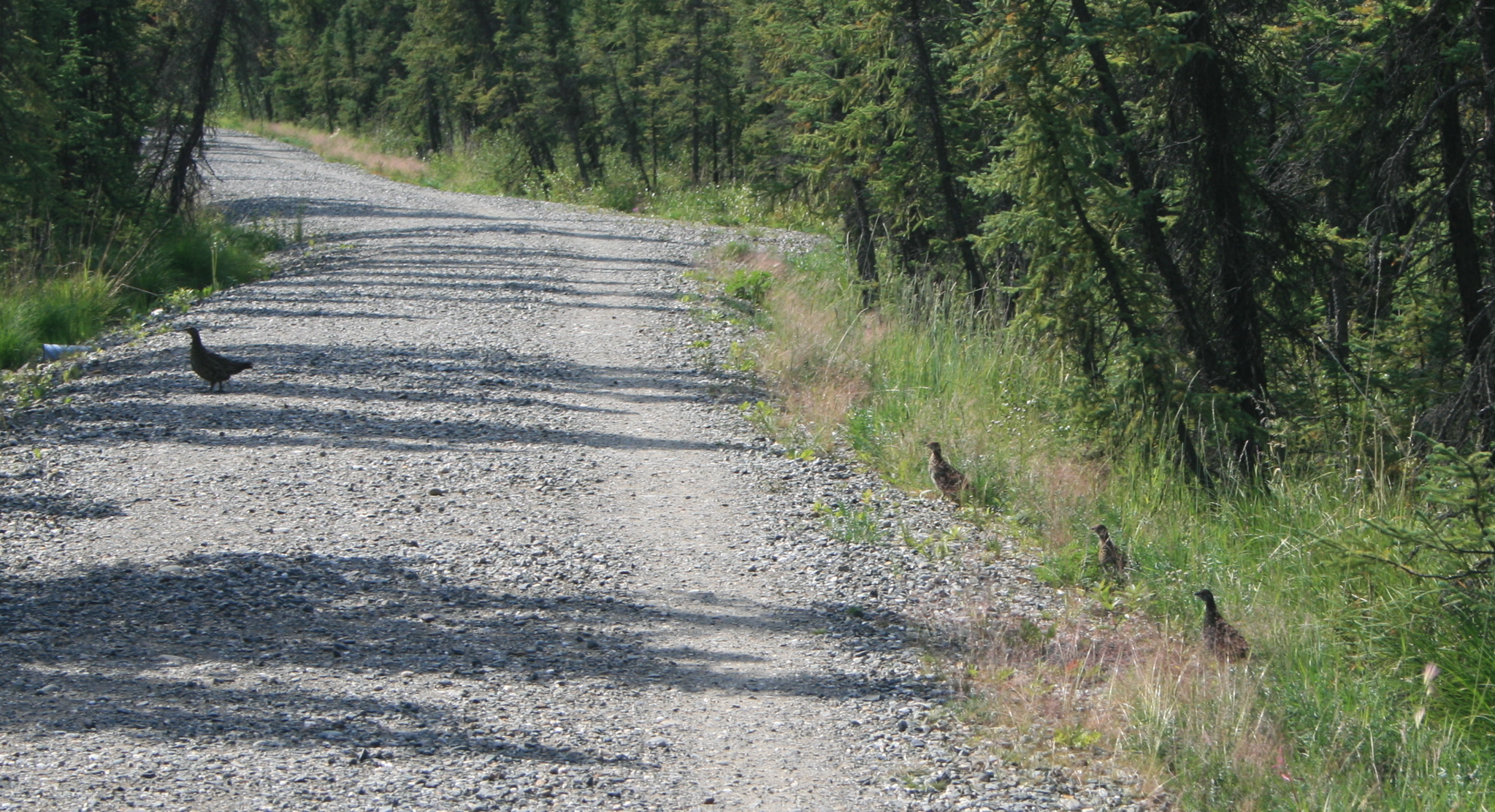 Ptarmigan on Bike Trail