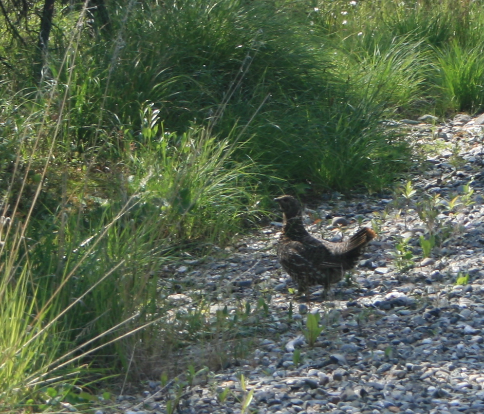 Ptarmigan on Bike Trail