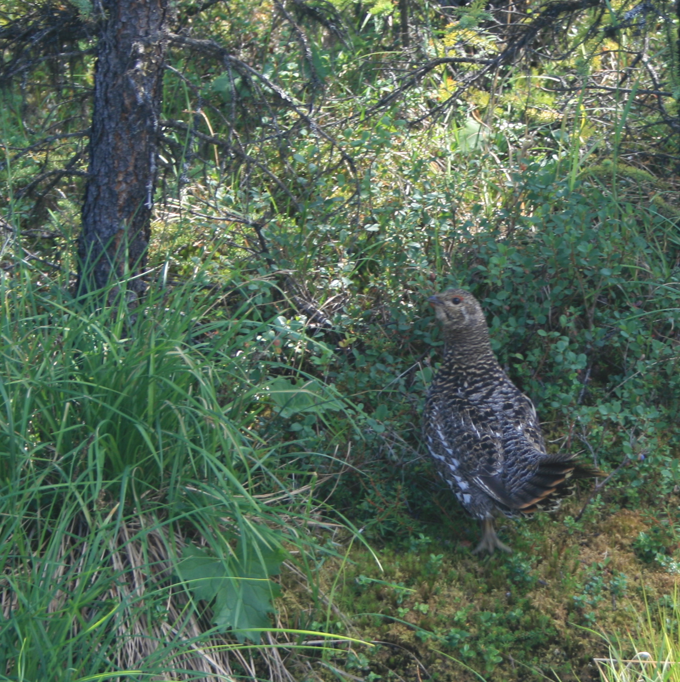 Mama Ptarmigan