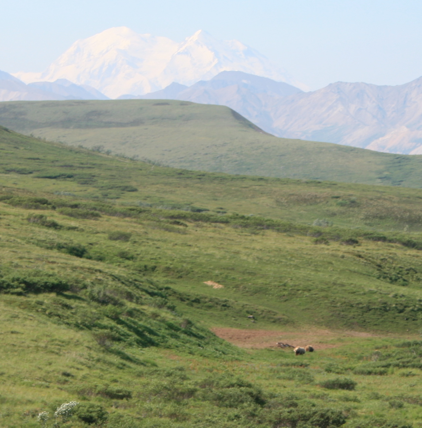 Grizzlies and Mount McKinley