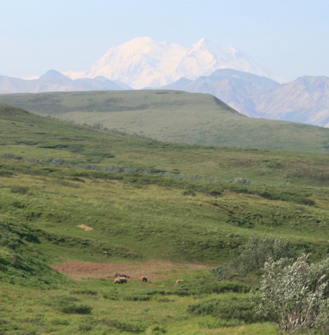 Grizzlies and Mount McKinley