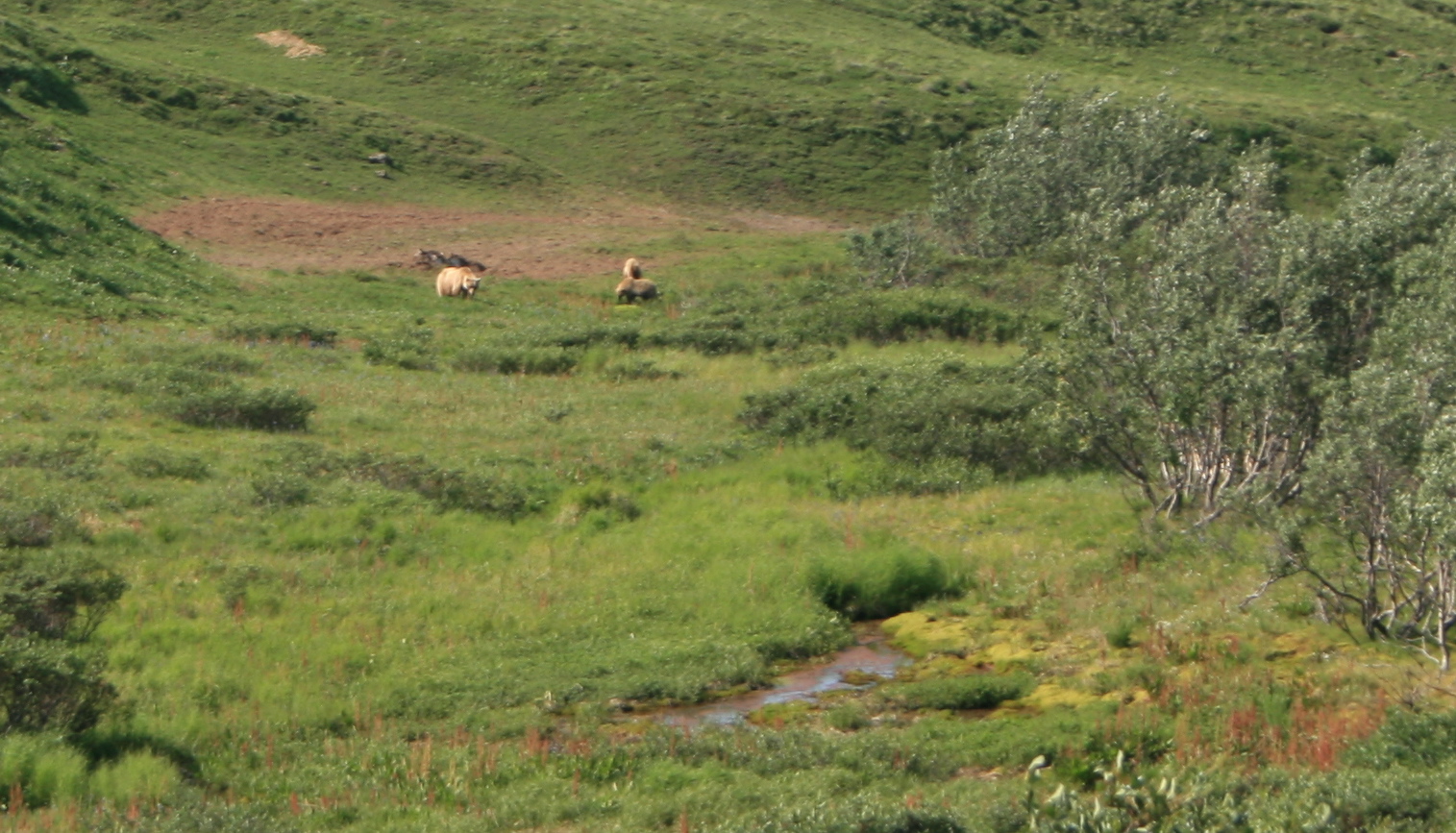 Grizzly Bears