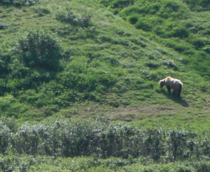 Lone Grizzly