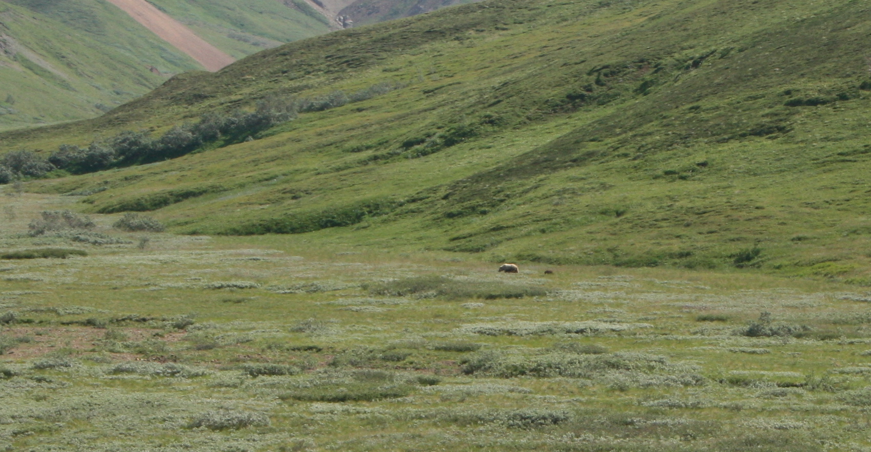 Mother Grizzly and Spring Cubs