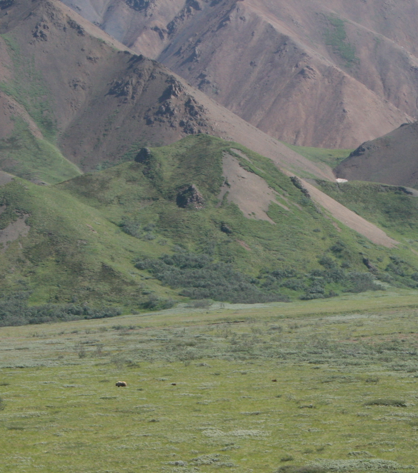 Bear with 2 Cubs