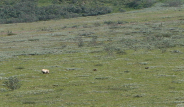 Mother Grizzly and Spring Cubs