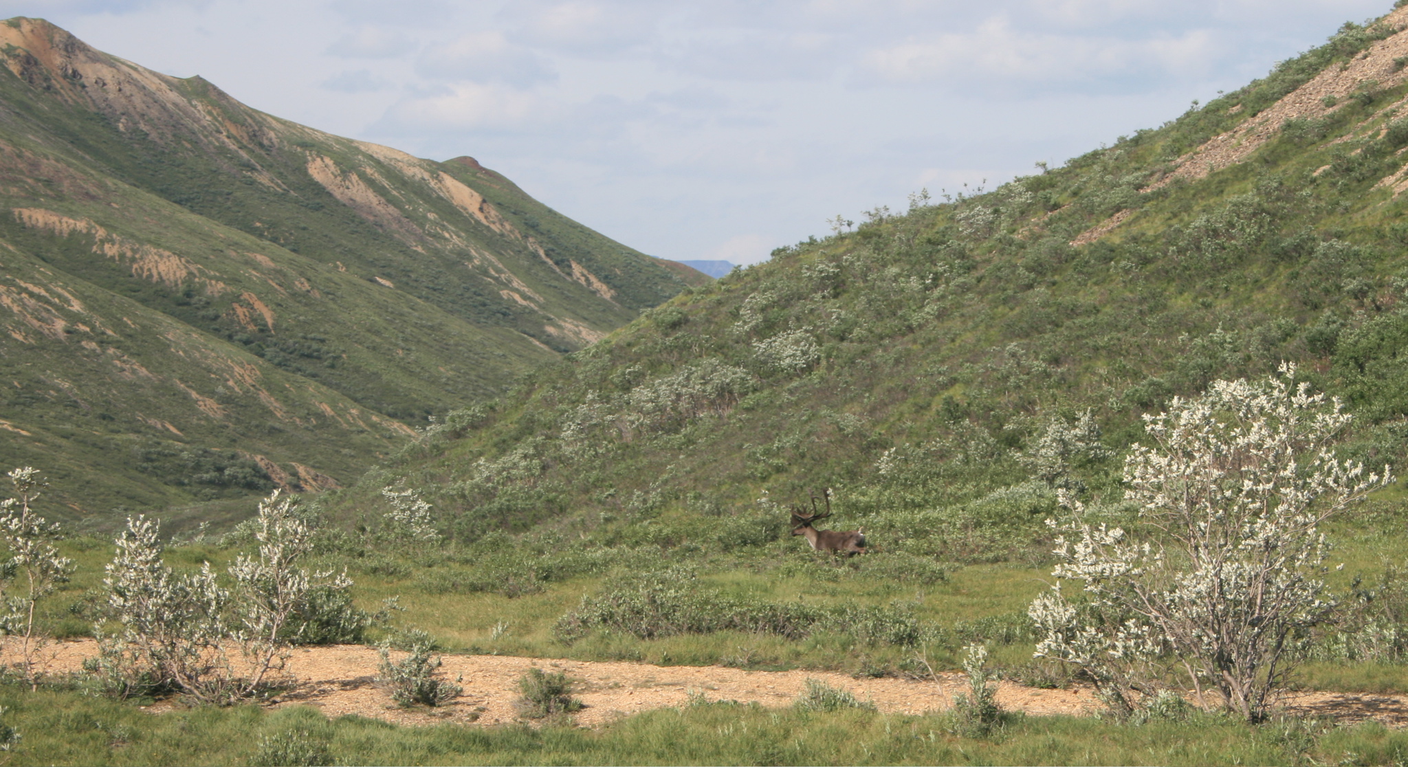 Caribou