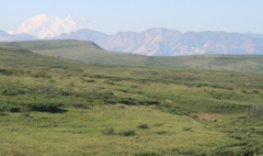 Grizzlies and Mount McKinley