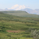 Grizzlies and Mount McKinley