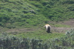 Lone Grizzly