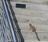 Arctic Ground Squirrel