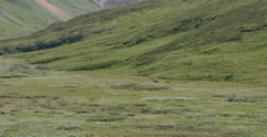 Mother Grizzly and Spring Cubs