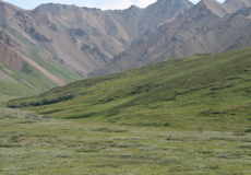 Mother Grizzly and Spring Cubs