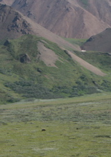 Bear with Cubs