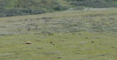 Mother Grizzly and Spring Cubs