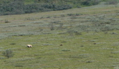 Mother Grizzly and Spring Cubs