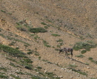 Caribou