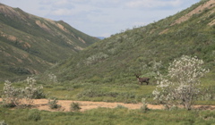 Caribou