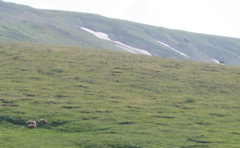 Grizzly Family and Caribou