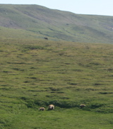 Grizzly Family and Caribou